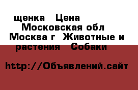 щенка › Цена ­ 10 000 - Московская обл., Москва г. Животные и растения » Собаки   